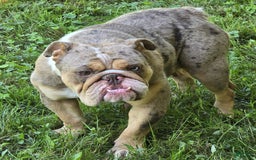 English Bulldog dogs for sale: Ollie - Image 19