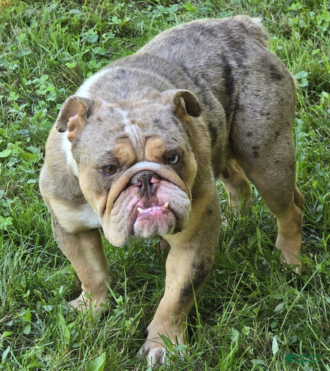 English Bulldog dogs for sale: Ollie - Image 19