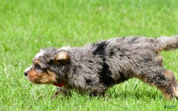 Mini Bernedoodle dogs for sale: Jerry - Image 8
