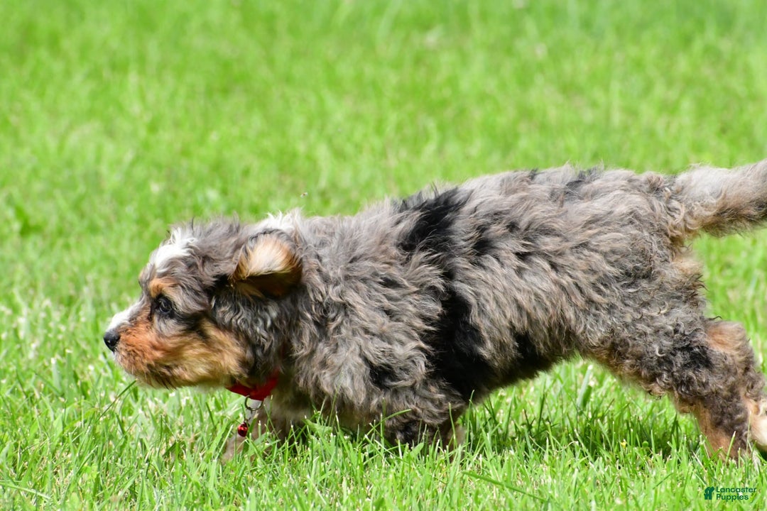 Mini Bernedoodle dogs for sale: Jerry - Image 8