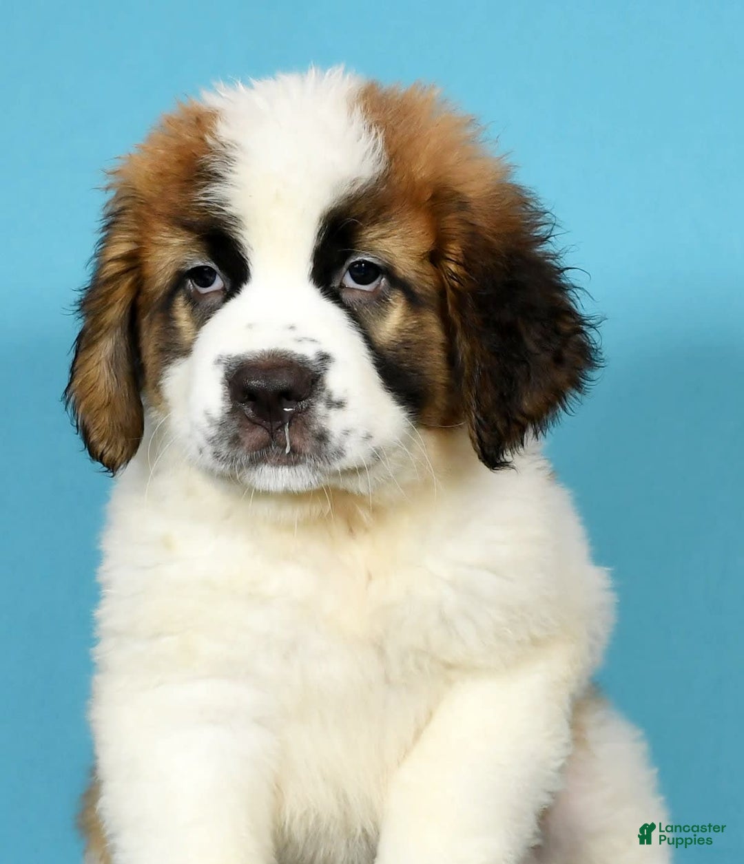 Saint Bernard dogs for sale: Luna - Image 9