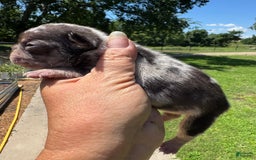 French Bulldog dogs for sale: Chance - Image 6