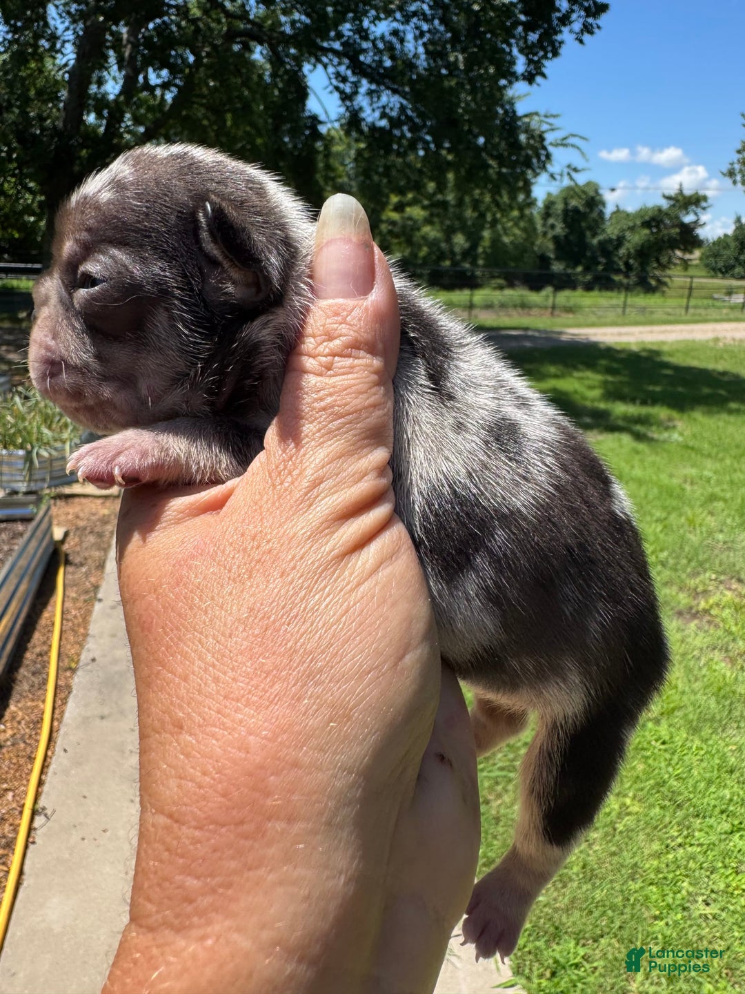 French Bulldog dogs for sale: Chance - Image 6