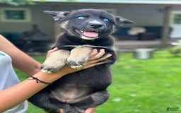 Gerberian Shepsky dogs for sale: Pixy - Image 23