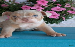 English Bulldog dogs for sale: Hunter - Image 5