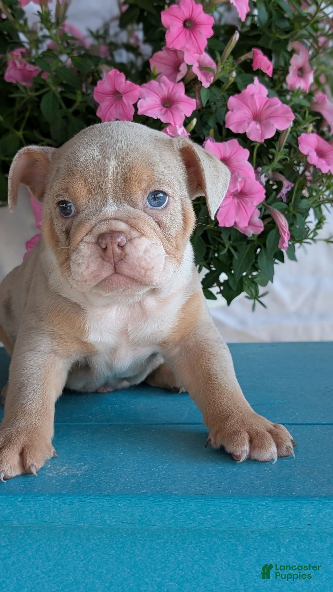 English Bulldog dogs for sale: Hunter - Image 5