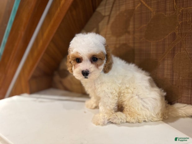Cavapoo dogs for sale - Ad 5