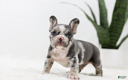 French Bulldog dogs for sale: Peyton - Image 8