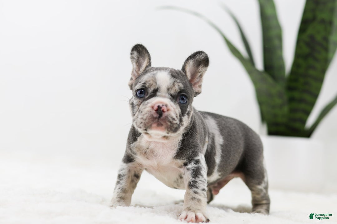French Bulldog dogs for sale: Peyton - Image 8