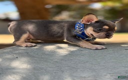 French Bulldog dogs for sale: Scooby - Image 2
