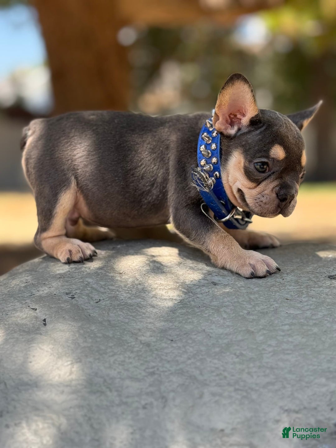 French Bulldog dogs for sale: Scooby - Image 2
