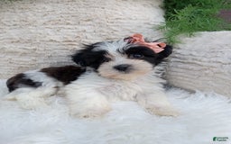 Teddy Bear dogs for sale: Lexi - Image 3