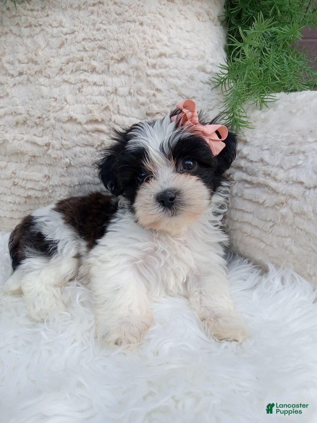 Teddy Bear dogs for sale: Lexi - Image 3