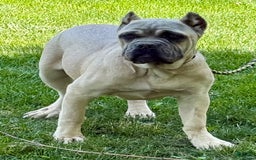 Cane Corso dogs for sale: Georgia - Image 4