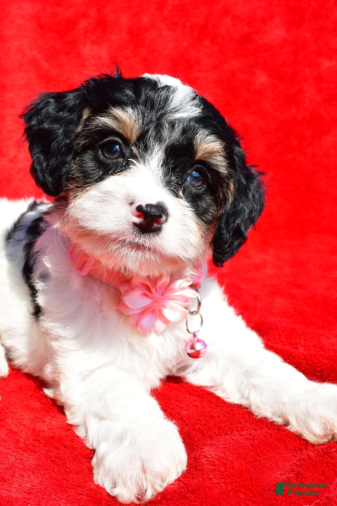 Cavapoo dogs for sale: Bridget - Image 2