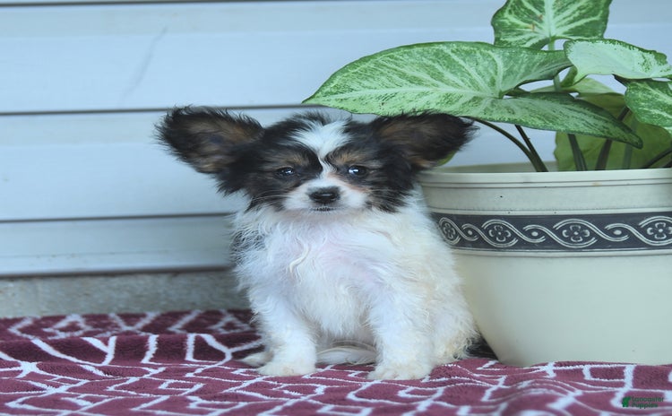 Papillon dogs for sale - Ad 3