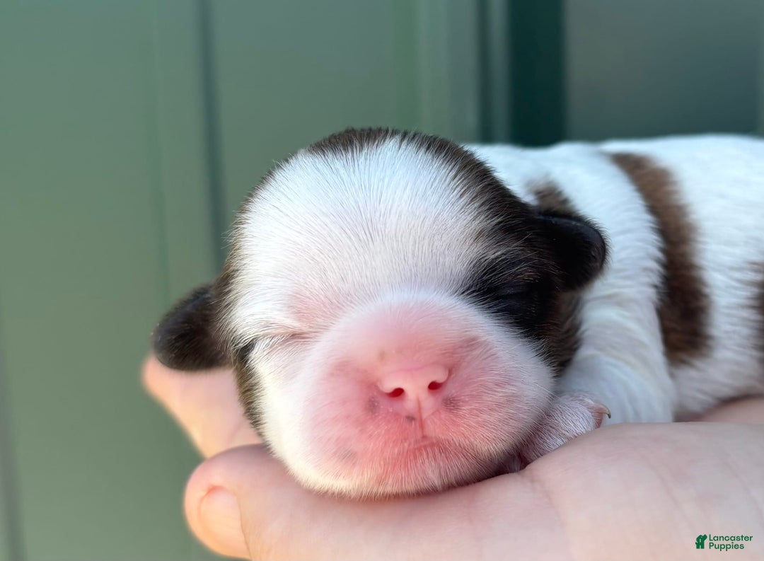 Shih Tzu dogs for sale: Bubbles - Image 1