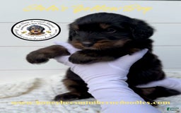 Mini Bernedoodle dogs for sale: Aelas Yellow Boy - Image 13