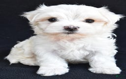 Maltese dogs for sale: River - Image 6