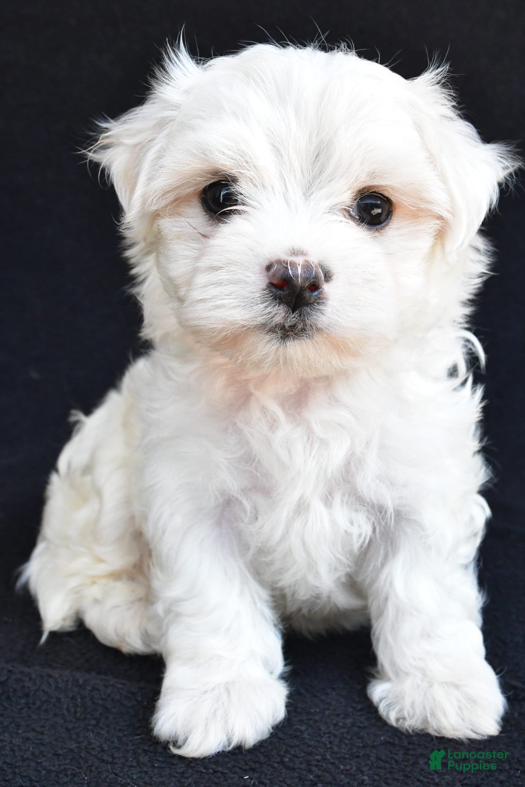 Maltese dogs for sale: River - Image 6