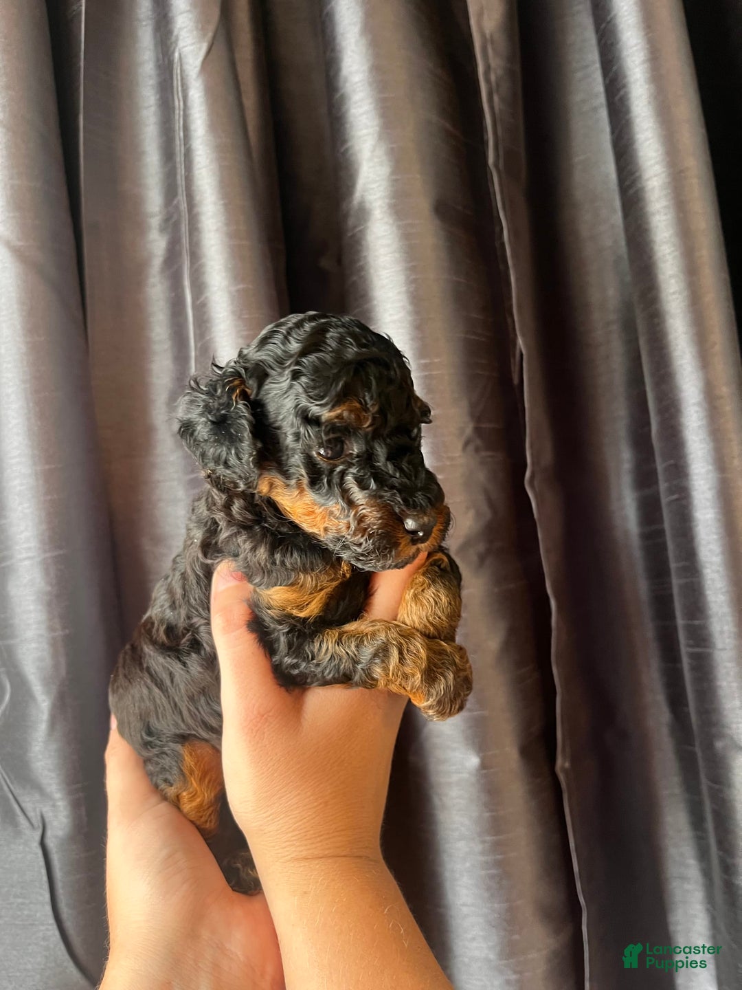 Miniature Poodle dogs for sale: Sadie - Image 5
