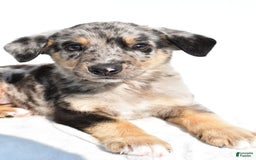 German Shepherd dogs for sale: Prescott - Image 2