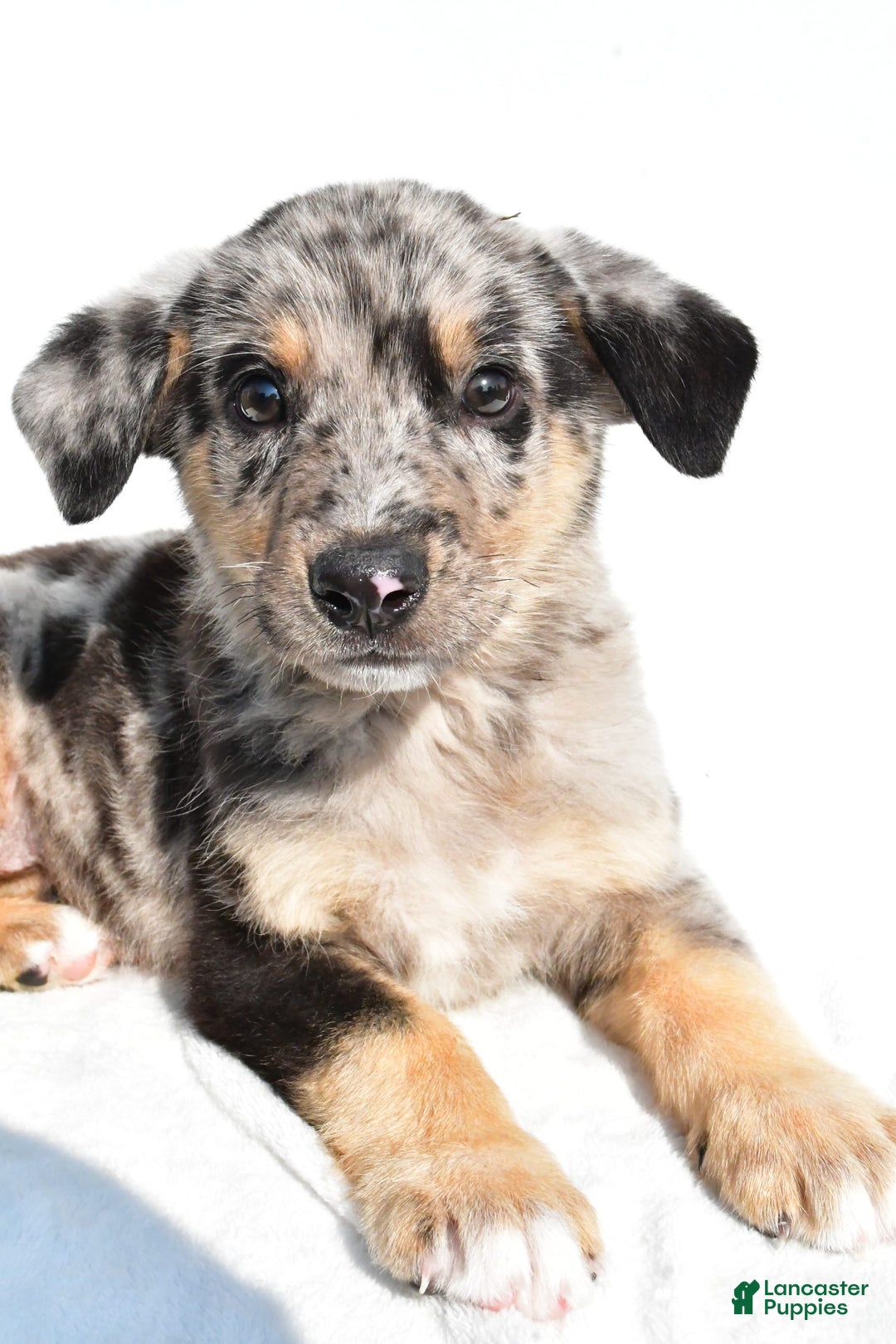 German Shepherd dogs for sale: Prescott - Image 2