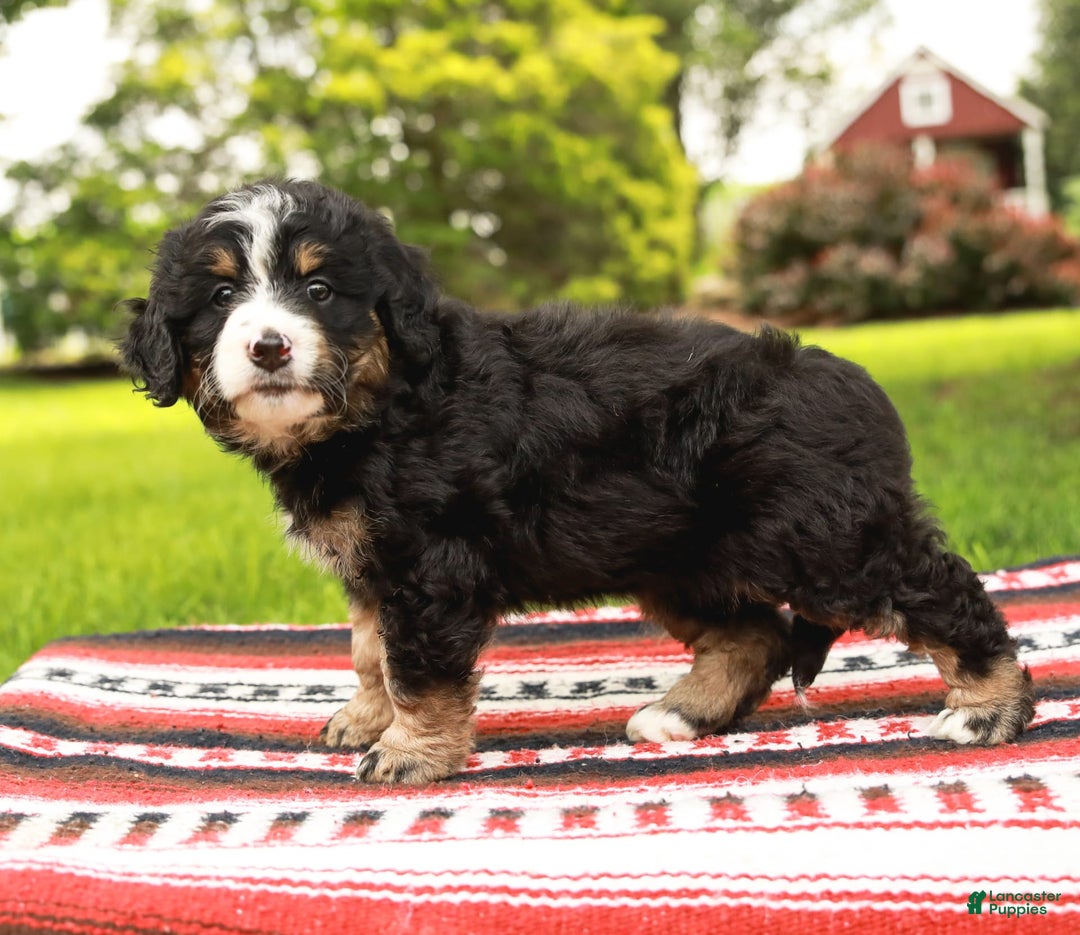 Mini Bernedoodle dogs for sale: Selah - Image 10
