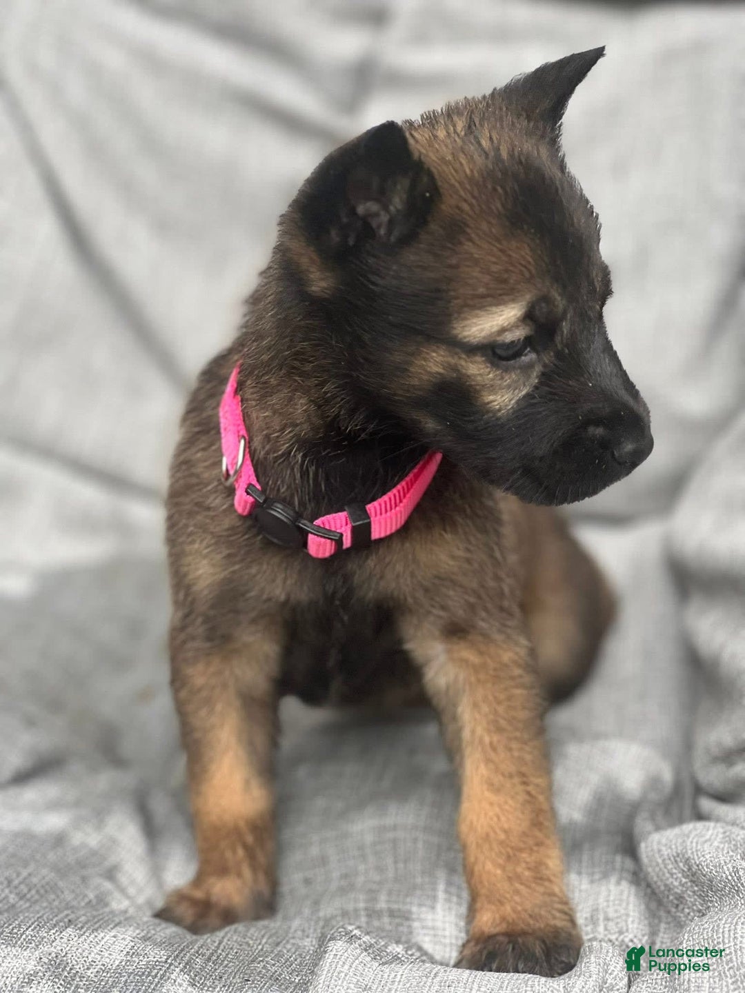 Belgian Malinois dogs for sale: Belgian Malinois 6 puppies - Image 1