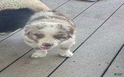 Australian Shepherd dogs for sale: Cash - Image 6