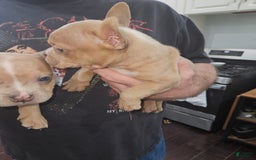 American Bully dogs for sale: Delila - Image 13