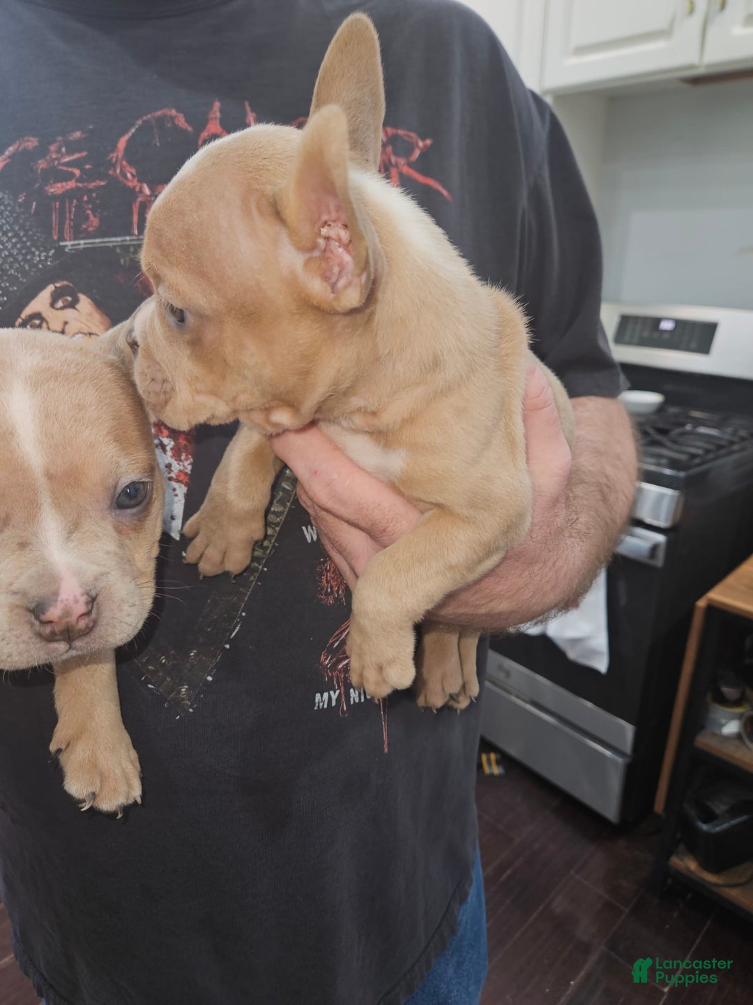 American Bully dogs for sale: Delila - Image 13