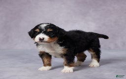 Mini Bernedoodle dogs for sale: Alex - Image 5