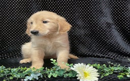 Golden Retriever dogs for sale: Dasher - Listing for pets: Dasher, Archie, Princess, Dixie - Image 3