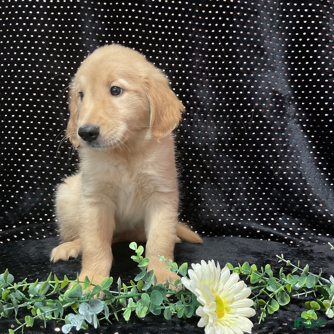 Golden Retriever dogs for sale: Dasher - Listing for pets: Dasher, Archie, Princess, Dixie - Image 3