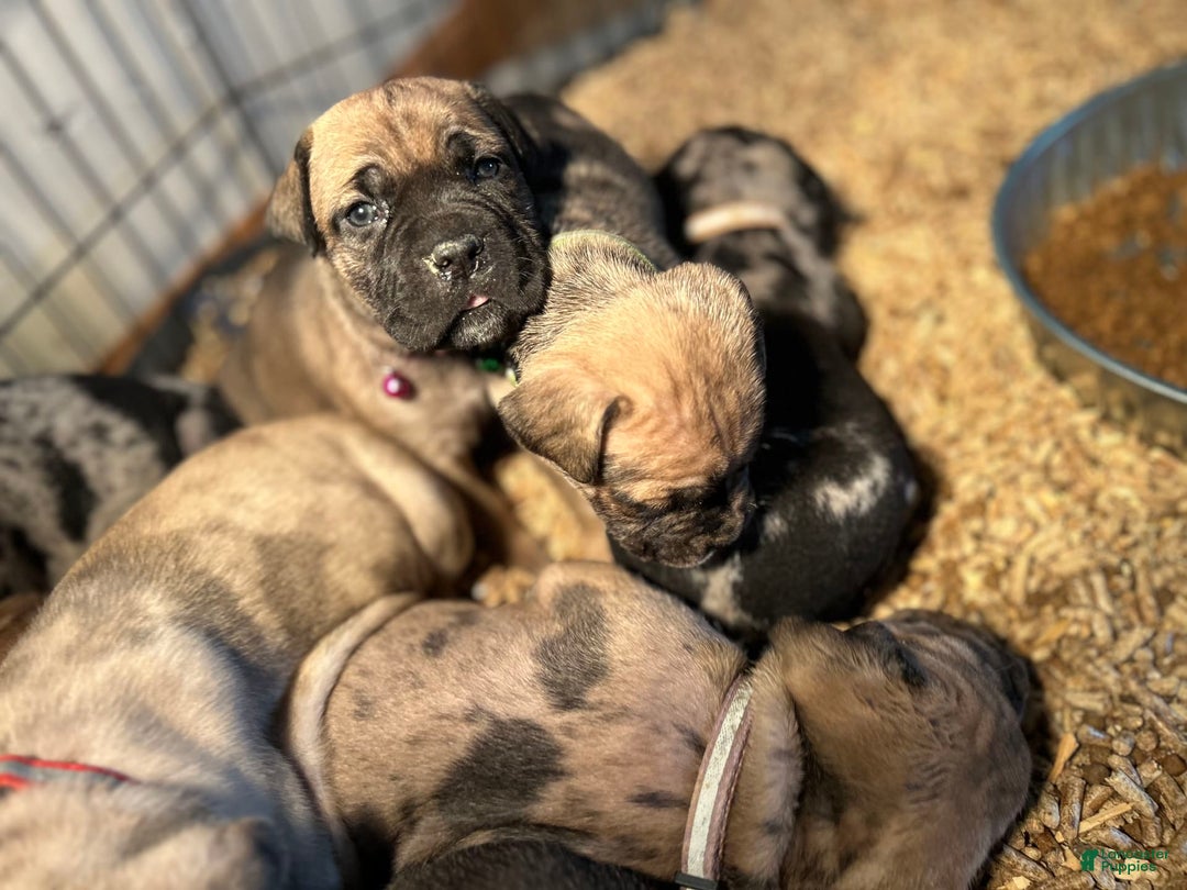 Cane Corso dogs for sale: Mandisa - Image 11