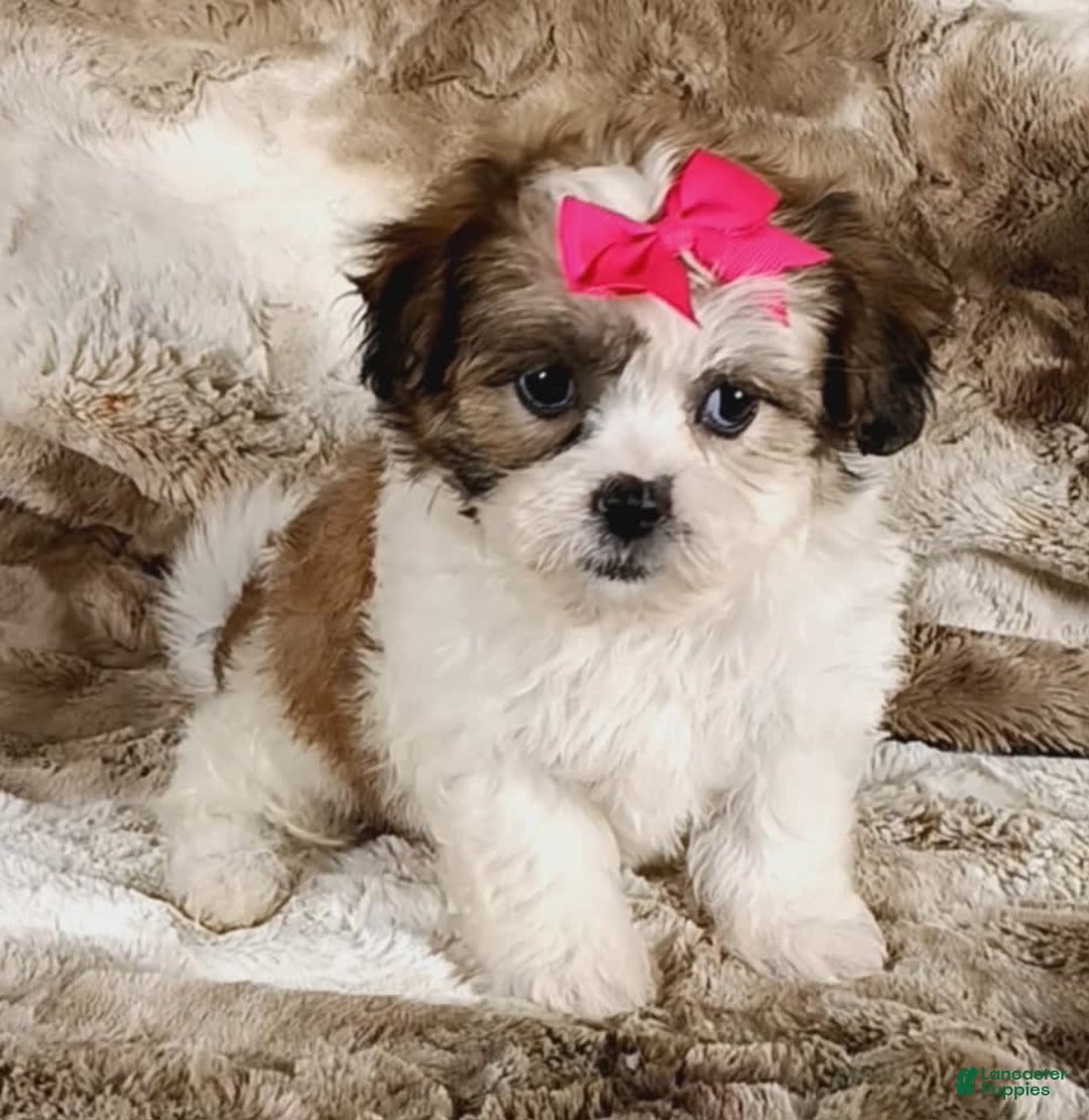 Teddy Bear dogs for sale: Tessa - Image 5