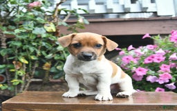Jack Russell Terrier dogs for sale: Finn - Image 3