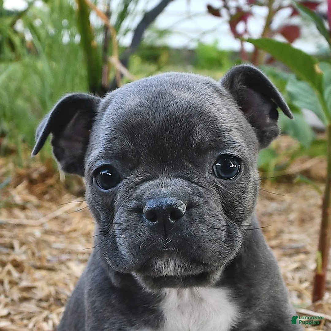 Frenchton dogs for sale: Twinkleberry - Image 5