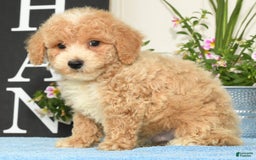Bichpoo dogs for sale: Skipper - Image 4