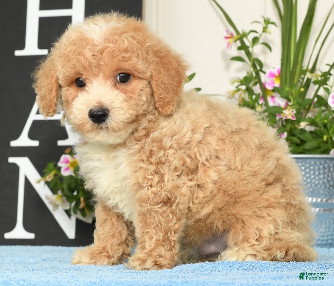 Bichpoo dogs for sale: Skipper - Image 4