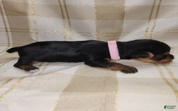 Yorkshire Terrier dogs for sale: Alexa - Image 10