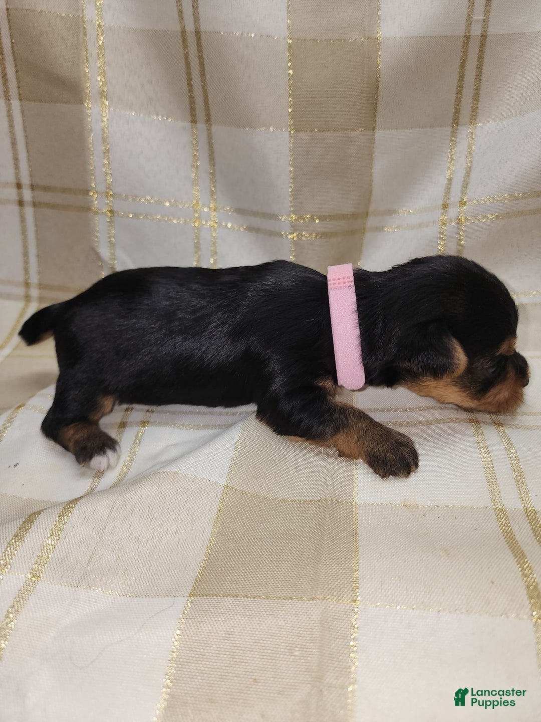 Yorkshire Terrier dogs for sale: Alexa - Image 10