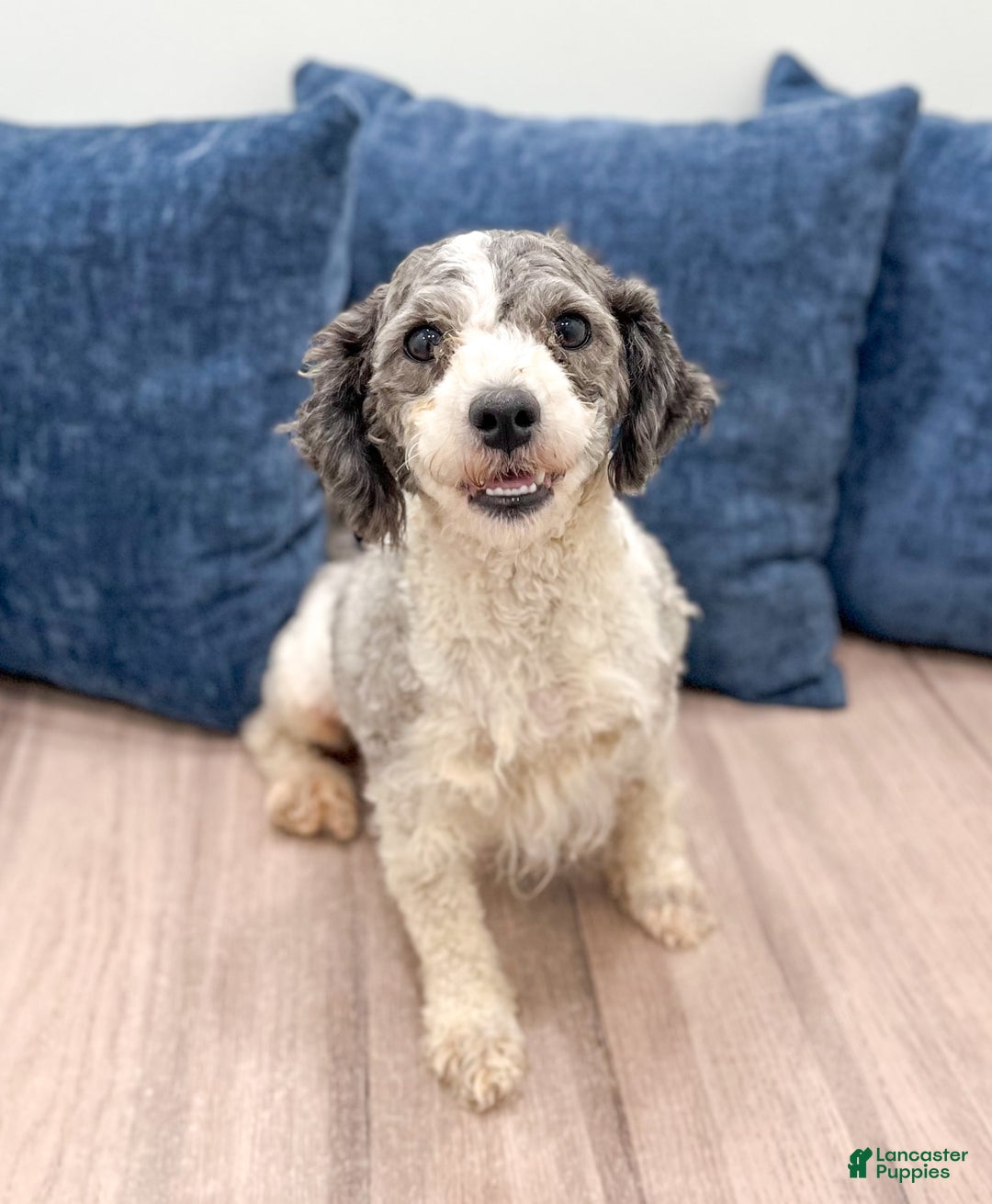 Cavapoo dogs for sale: Max - Image 6
