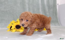 Miniature Poodle dogs for sale: Viking - Image 5