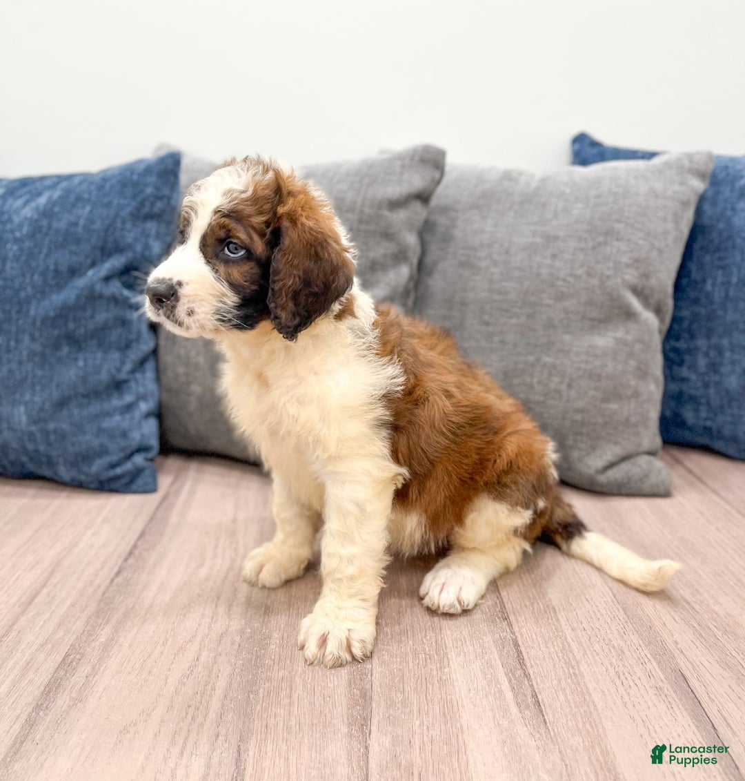Saint Berdoodles dogs for sale: Juniper - Image 2