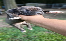 American Pit Bull Terrier dogs for sale: Jack - Image 11
