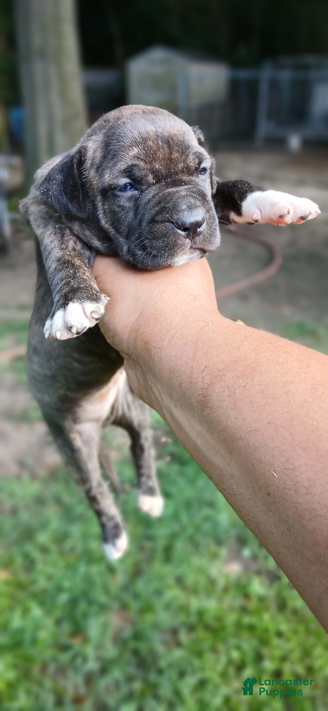 American Pit Bull Terrier dogs for sale: Jack - Image 11