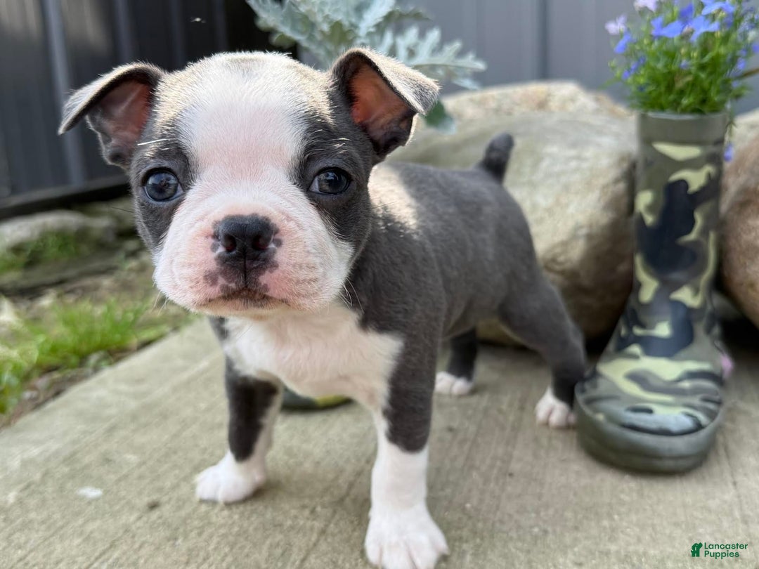 Boston Terrier dogs for sale: Tuffy - Image 6
