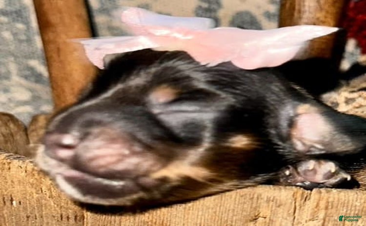 Dachshund dogs for sale - Ad 1